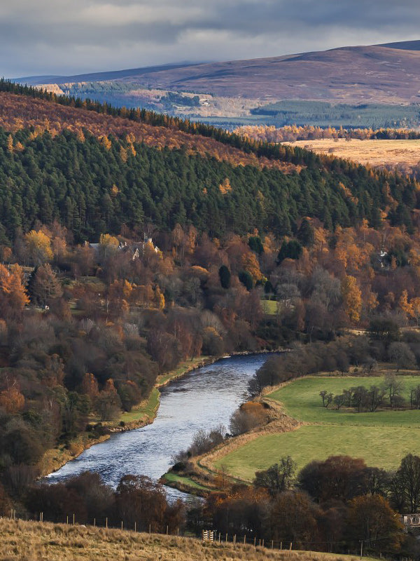 Buy Whisky Online | Curated Spirits and Fine Wine